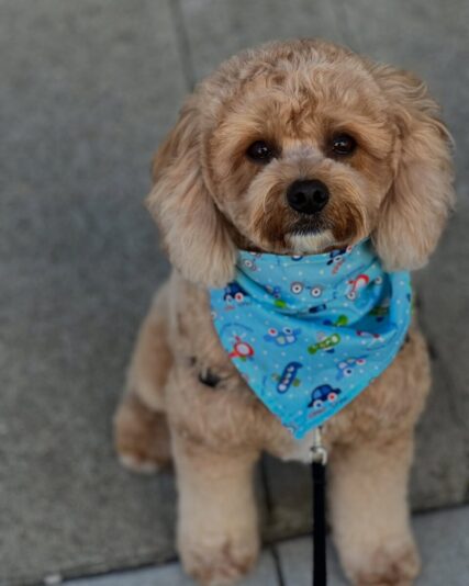 mugrooming_1739141159_3564496852232063256_68465522974