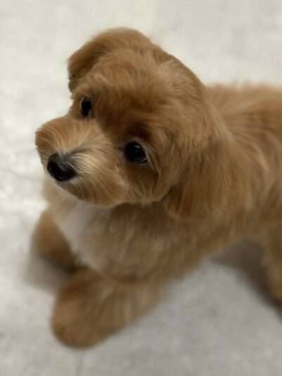 292C5F68-8C57-45E5-8947-AC115BF29814