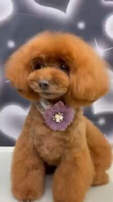 d544dee8ce484f8a9ef636aa76f08f04