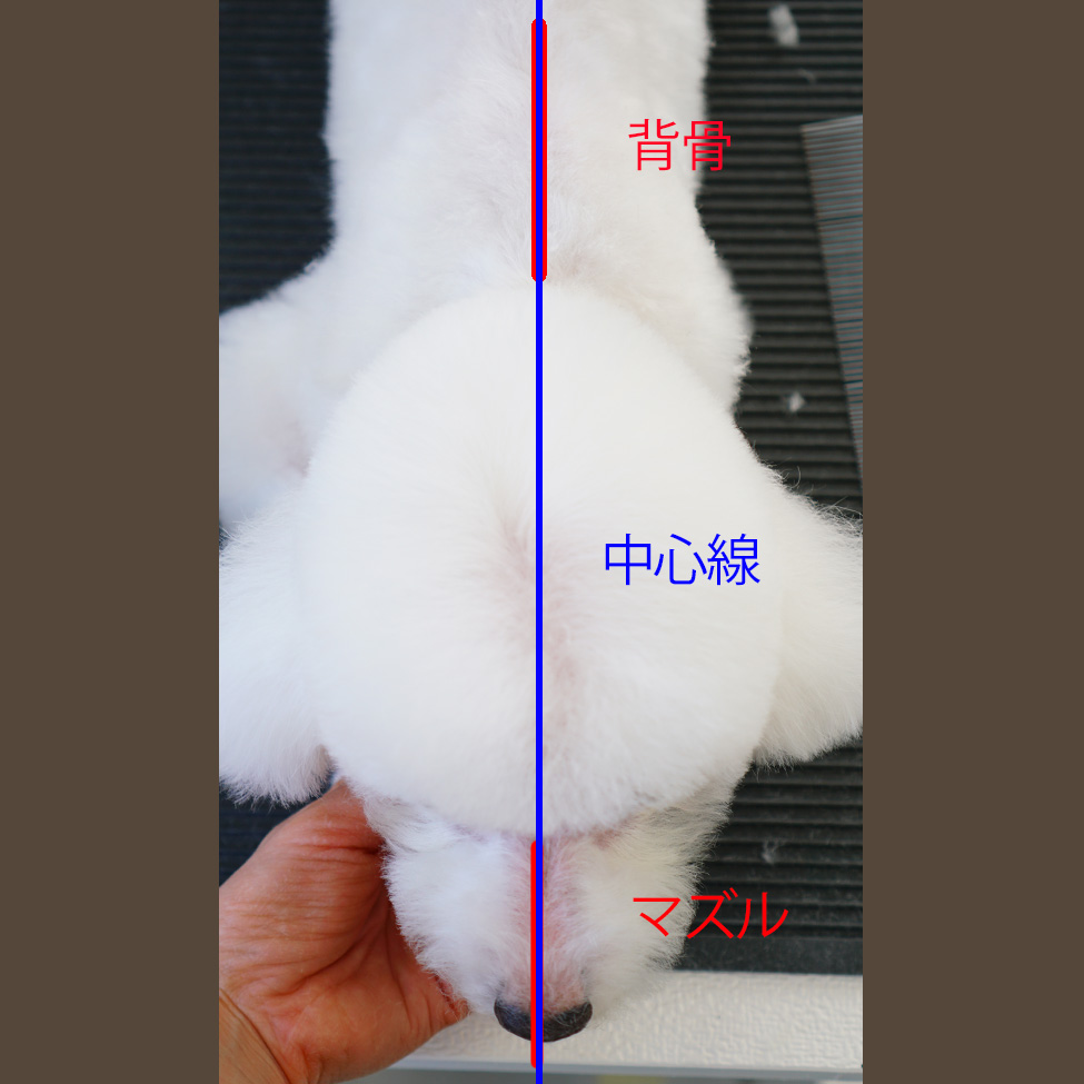 中心線