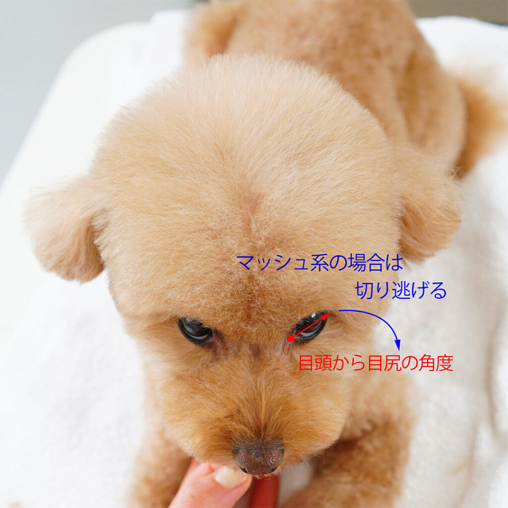 目の上のカット（マッシュ）