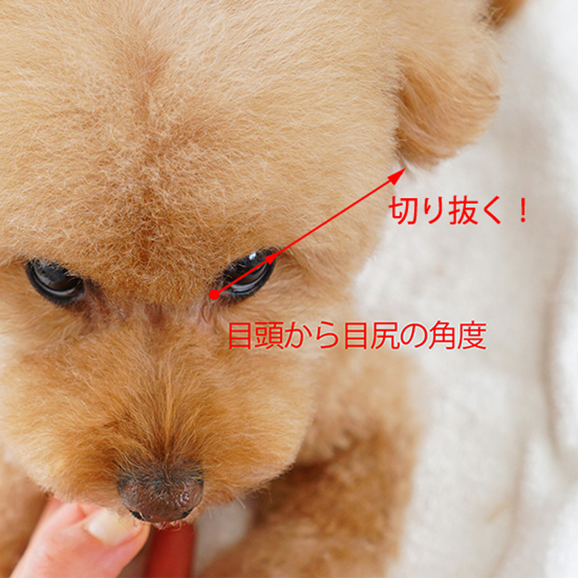 目の上のカット（テディベアカット
）