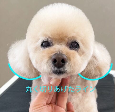 耳（丸く切り上げたライン）