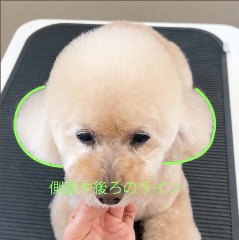 耳（側面や後ろのライン）