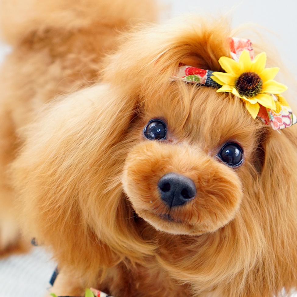 完全攻略！【ふっくらマズルの作り方】