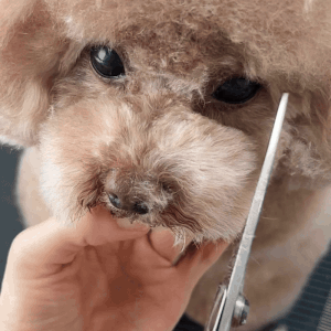 目尻の毛は少し長めに残し、決めた幅で真下に向かってカット