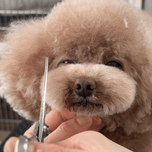 作りたいマズルの大きさに合わせて大体の幅を決める