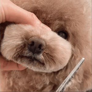 好きなマズルの大きさに整える