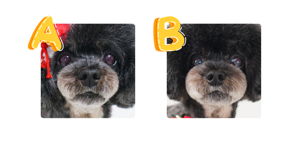 上前重心と後ろ下重心