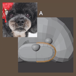 Aは鼻先がアウトライン