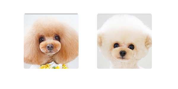 どちらがAでどちらがB‐1