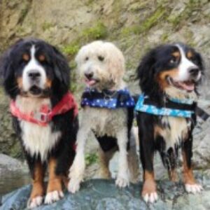 ORCA のプロフィール写真