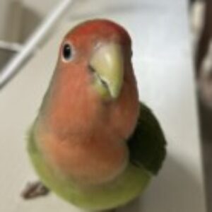 美香 のプロフィール写真